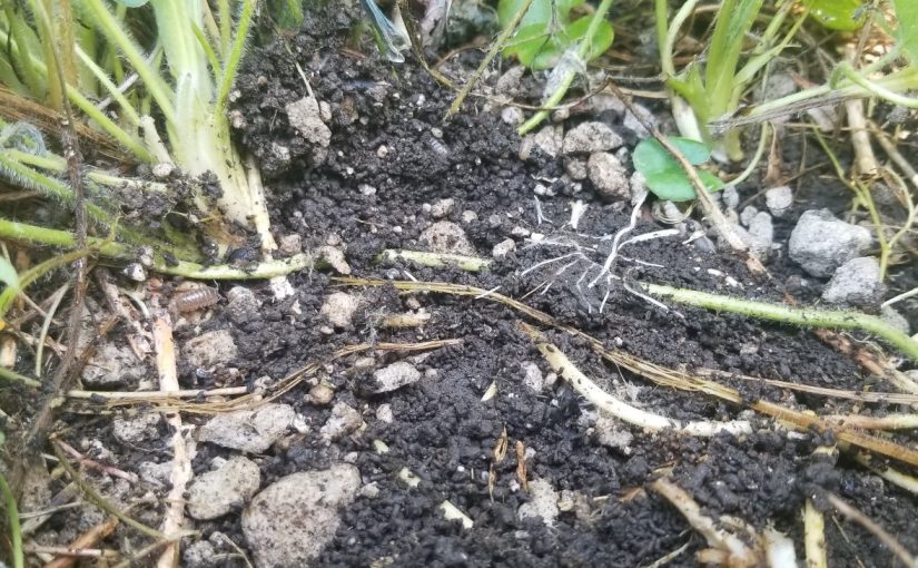 Soil Balancing Discussion