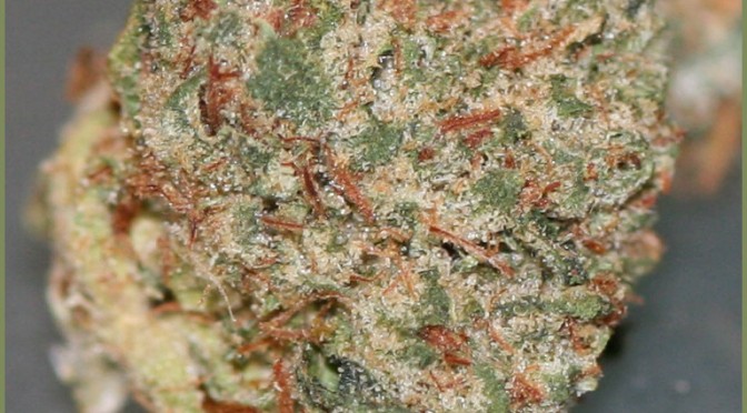 Og Kush