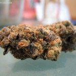 Girl Scout Cookies