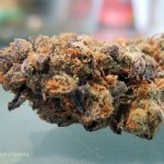 Girl Scout Cookies