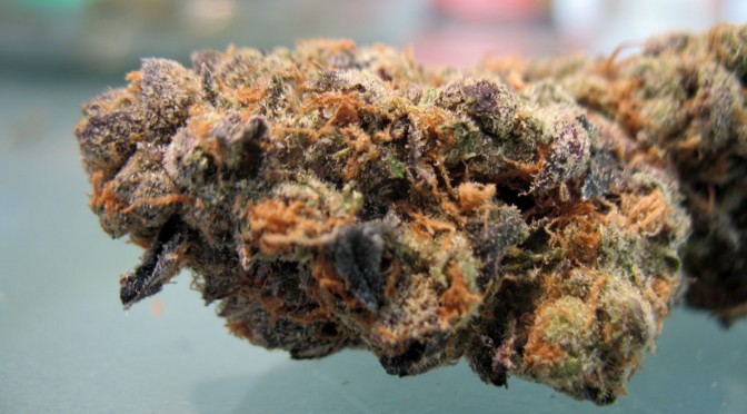 Girl Scout Cookies