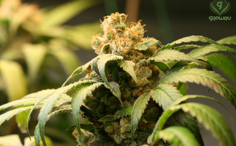 Omrita Rx3 – High CBD