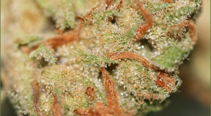 Super Skunk