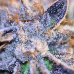 u2_kush