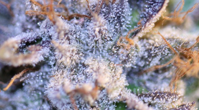 EWE2 Kush
